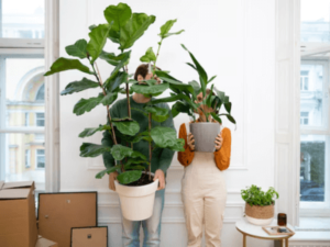 due persone in piedi poggiate al muro con due grandi piante in mano e degli scatoloni intorno